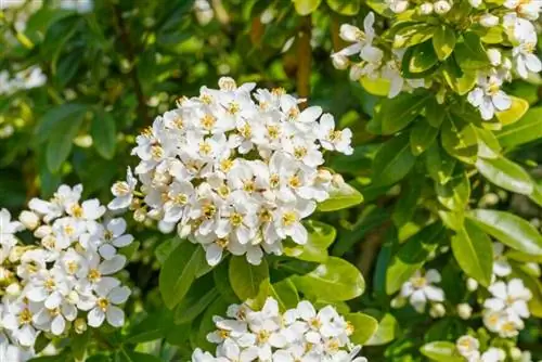 Чойсия или мексиканское апельсиновое дерево
