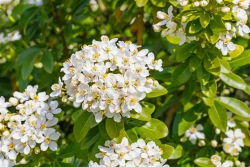 Чойся, или мексиканское апельсиновое дерево: кустарник с двумя цветками