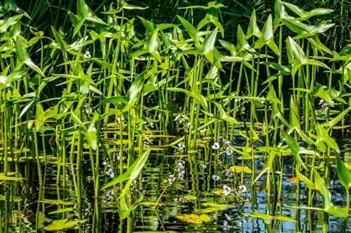 Стрелец (Sagittaria sagittifolia)