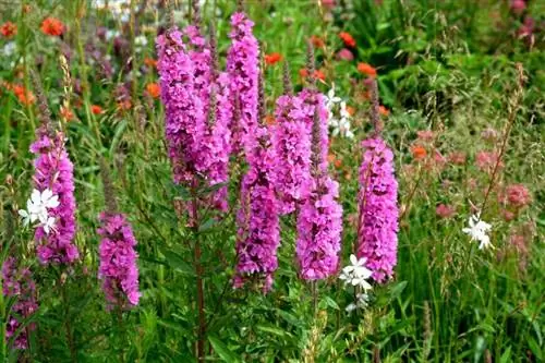 Вербейник, Lythrum salicaria 'Robert'