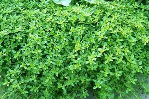 Тимьян лимонный (Thymus citriodorus) 'aureus'