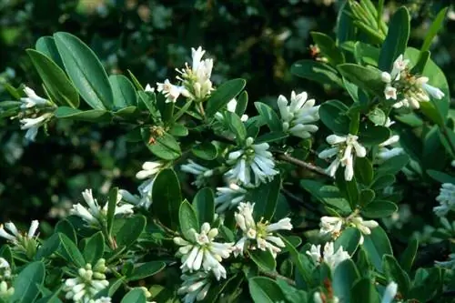 Бирючина туполистная ligustrum obtusifolium