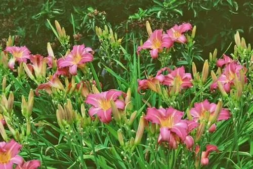 Сахарная конфета Hemerocallis