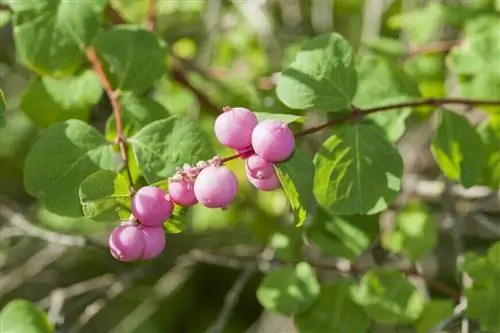 Symphoricarpos xdoorenbosii 'Marleen'