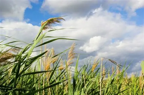 Тростник обыкновенный (Phragmites communis)