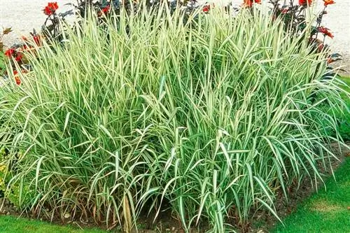 Phalaris arundinacea 'feeseys form', декоративная трава. Phalaris arundinacea 'feeseys form', декоративная трава.