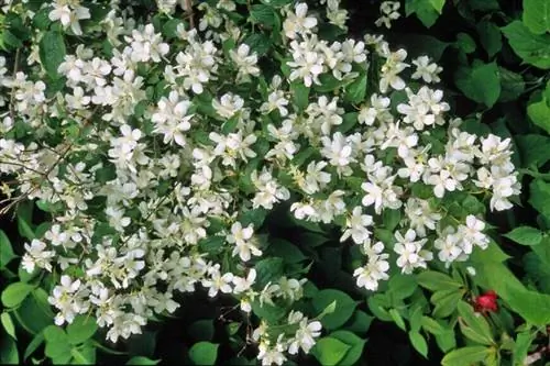 Серингат, листопадный кустарник Серингат, листопадный кустарник