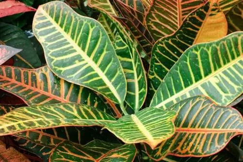 Кротон 'Petra' Codiaeum variegatum Кротон 'Petra' Codiaeum variegatum