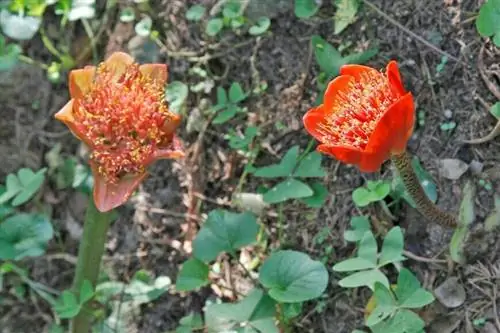 Цветение Haemanthus coccineus