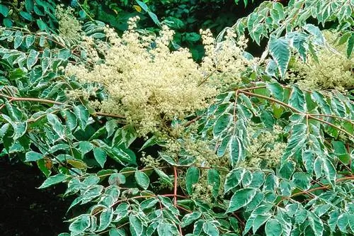 Дягиль японский (Aralia Elata)