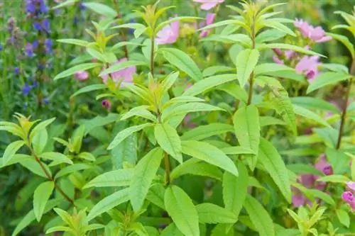 Вербена лимонная (Aloysia citrodora), также называемая вербеной лимонной (Aloysia triphylla).