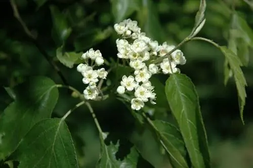 Alisier Torminal в цветке (ботанический термин на латыни: Sorbus Torminalis), также называемый Alisier des Bois, рябина ясень.