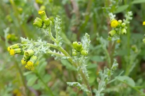 Амброзия обыкновенная Senecio vulgaris