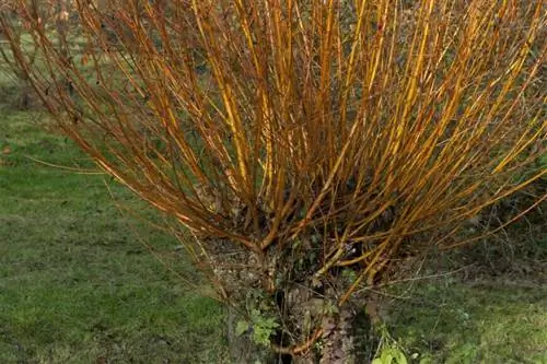 Salix Alba Vitellina поздней осенью.