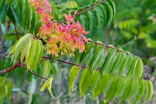 Гландозный айлант (Ailanthus altissima), инвазивный вид растений в Европе, наносящий серьезный вред местной растительности. Гландозный айлант (Ailanthus altissima), инвазивный вид растений в Европе, наносящий серьезный вред местной растительности.