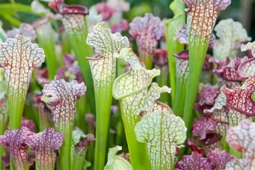 Саррацения 'Juthaip Soper' x leucophylla Саррацения 'Juthaip Soper' x leucophylla