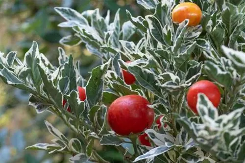 Solanum pseudocapsicum 'Ivema' (яблоня пестрая) Solanum pseudocapsicum 'Ivema' (яблоня пестрая)