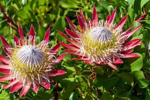 Протея королевская (Protea cynaroides)