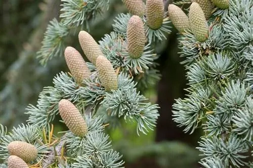Кедр атласский (Cedrus atlantica)