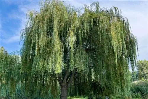 Ива плакучая (Salix babylonica) Ива плакучая (Salix babylonica)