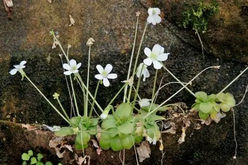 Кузнечик Pinguicula agnata