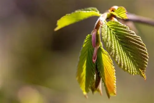 Вяз белый (Ulmus laevis)