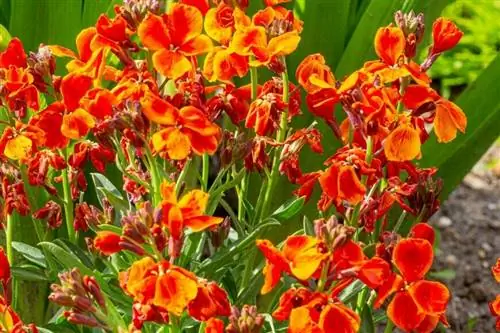 Желтоцветник (Erysimum cheiri) 'Dwarf Bedder Scarlet' Желтоцветник (Erysimum cheiri) 'Dwarf Bedder Scarlet'
