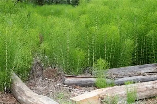 Хвощ полевой (Equisetum arvense) Хвощ полевой (Equisetum arvense)