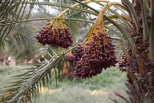 Phoenix dactylifera: финиковая пальма