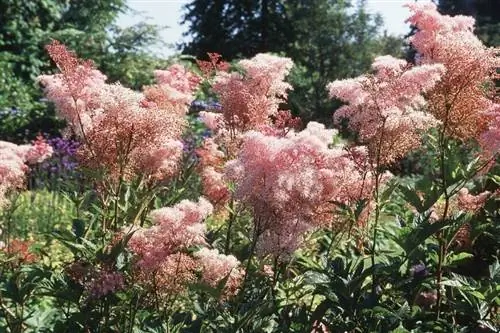 Filipendula красная 'venusta Magnifica'
