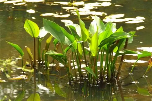 Водяной подорожник: простое растение для водных садов