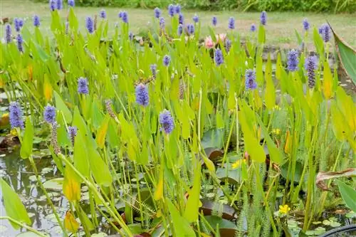 Понтедери: красивое водное растение для спокойной воды