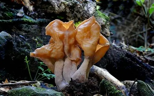 Ложный сморчок: ядовитый гироскоп, вызывающий замешательство