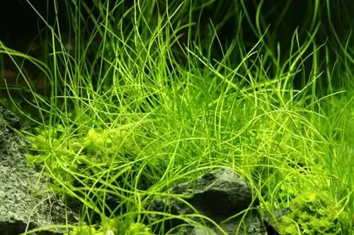 Маленький камыш (Элеохарис)