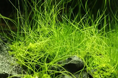 Мелкие камыши: графические растения для водных садов