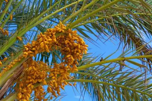 Абрикосовая пальма (Butia Capitata) с гроздьями фруктов.