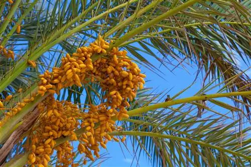 Абрикосовая пальма: воздух кокосовой пальмы, без тропиков