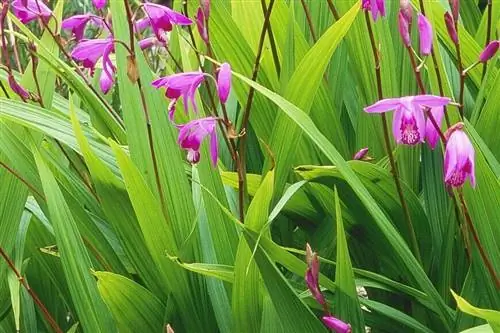 орхидея гиацинтовая (Bletilla striata)