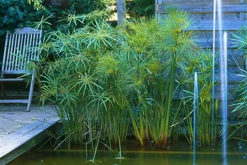 Папирус (циперус) на берегу пруда