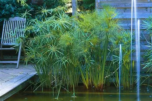 Папирус: нотка экзотики в саду или в доме