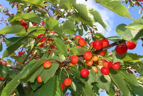 Вишня: дикая вишня, спонтанно растущая в Европе