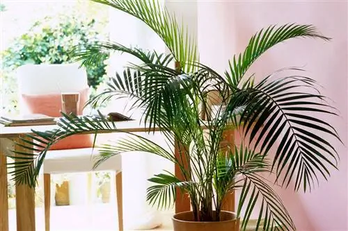 Кентия: очень популярная комнатная пальма
