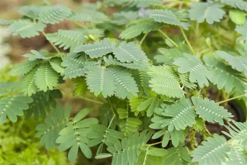 листья мимозы стыдливой