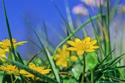 Фикус, Лютик ложный (Ranunculus ficaria)