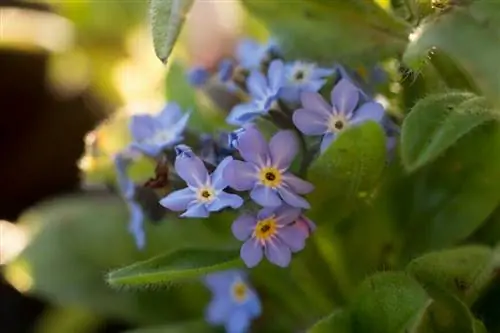 болотные незабудки