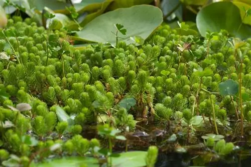 Тысячелистник: плотный коврик из растений для заполнения прудов