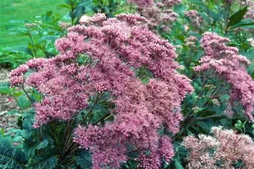 Eupatorium purpureum, многолетнее растение, летнее цветение.