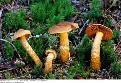 Кортинер такой красивый: не обманывайтесь внешностью