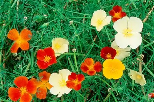 Эшшольция: как посадить и ухаживать?