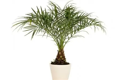 Карликовая финиковая пальма (Phoenix roebelenii)